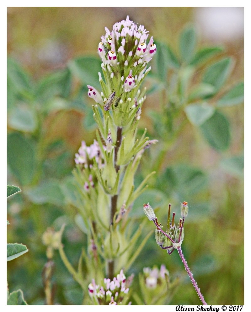 Shortstyle Indian Paintbrush photo 5
