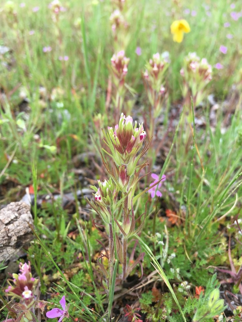 Shortstyle Indian Paintbrush photo 6
