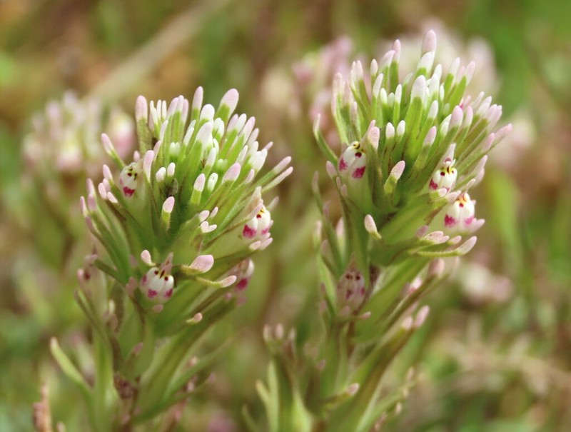 Shortstyle Indian Paintbrush photo 7