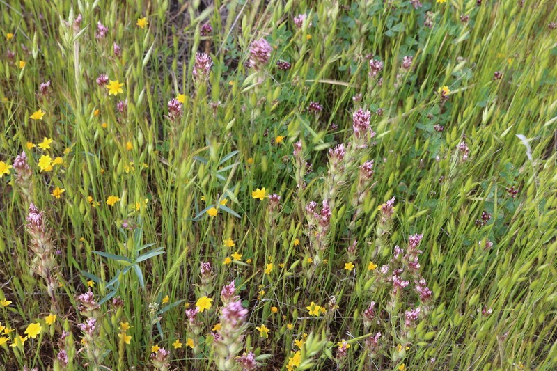 Shortstyle Indian Paintbrush photo 8