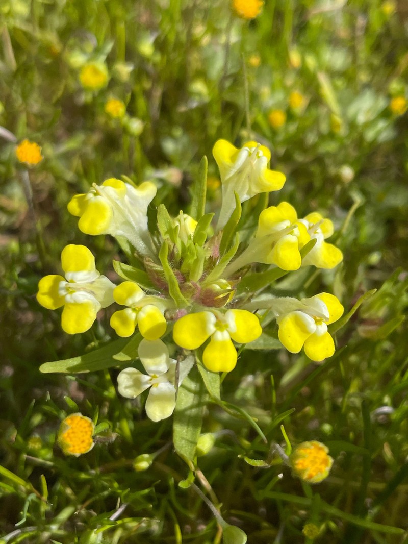 Vernal Pool Indian Paintbrush photo 2