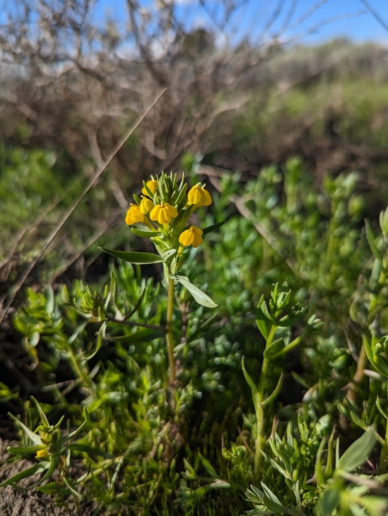 Vernal Pool Indian Paintbrush photo 3