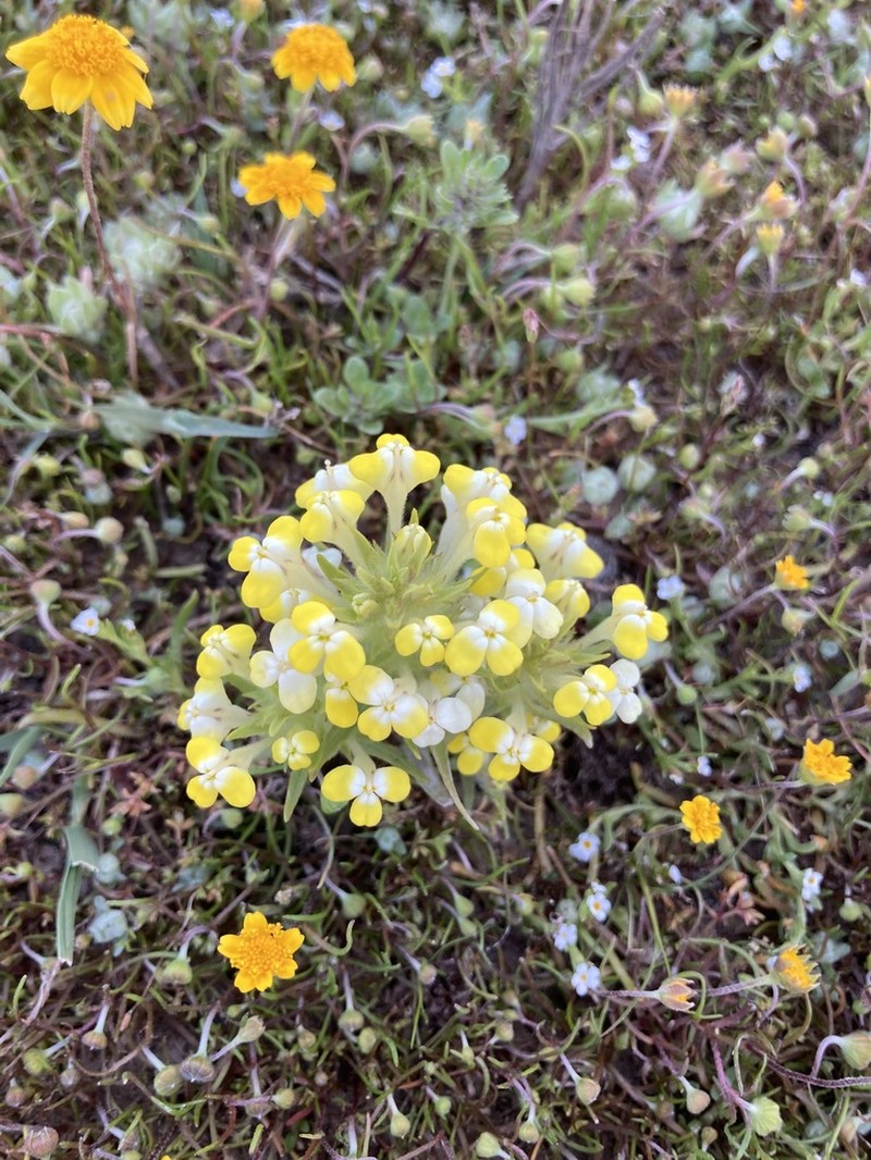 Vernal Pool Indian Paintbrush photo 4
