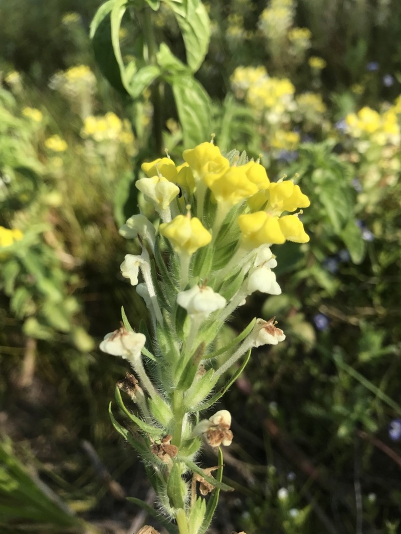 Vernal Pool Indian Paintbrush photo 6