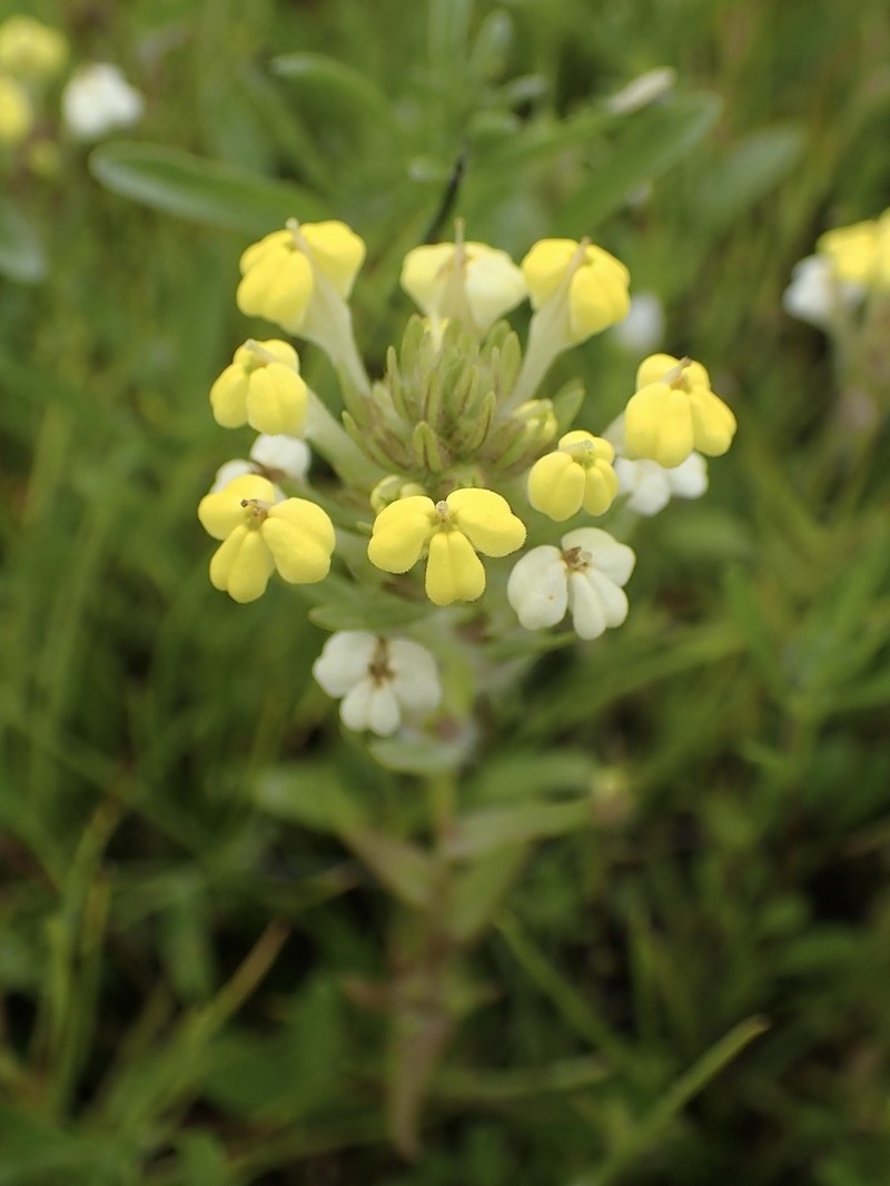 Vernal Pool Indian Paintbrush photo 7