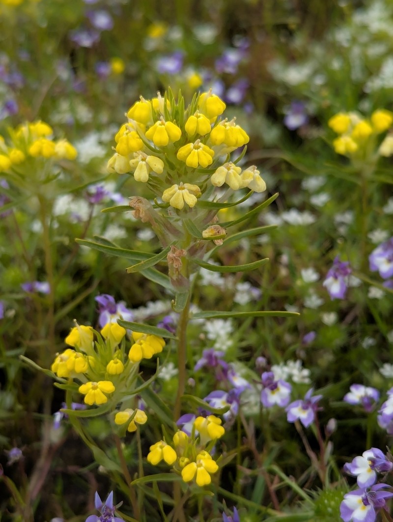 Vernal Pool Indian Paintbrush photo 8