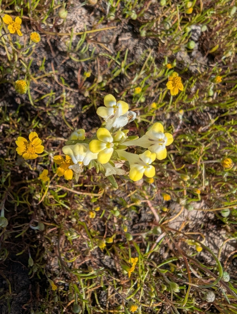 Castilleja campestris var. campestris