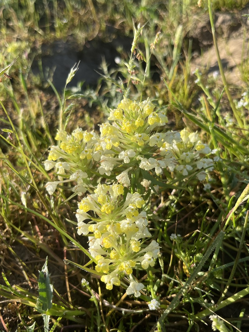 Castilleja campestris var. campestris photo 2
