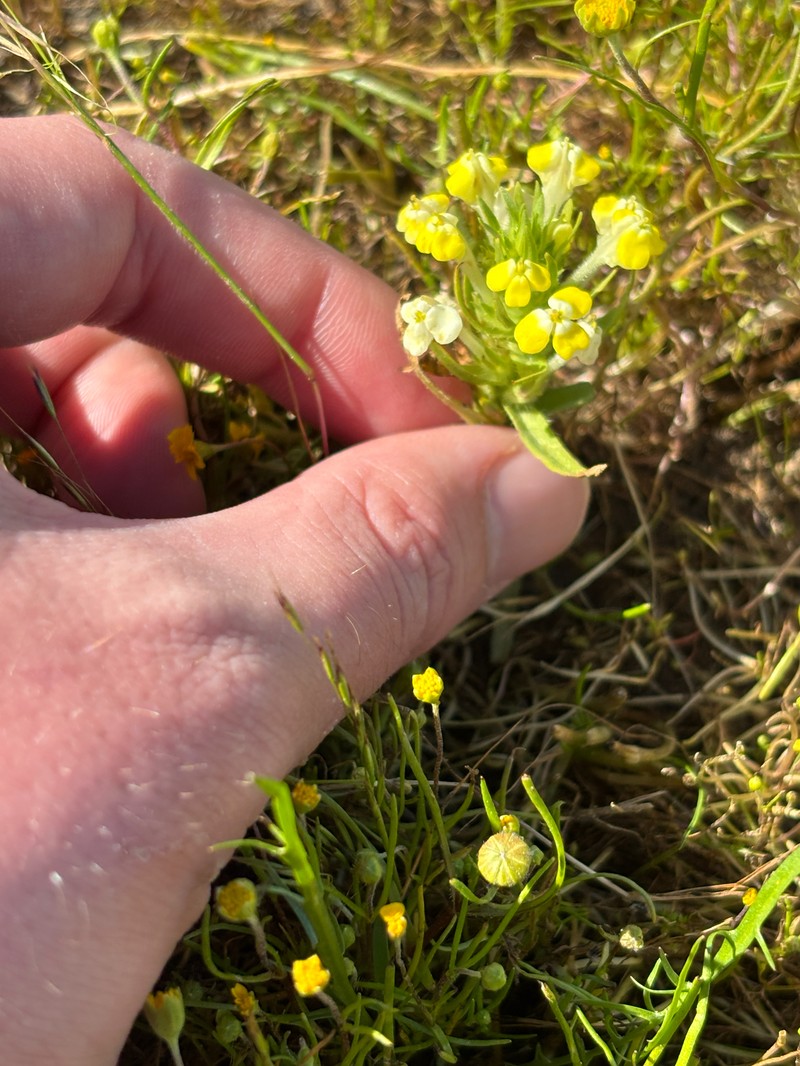 Castilleja campestris var. campestris photo 3