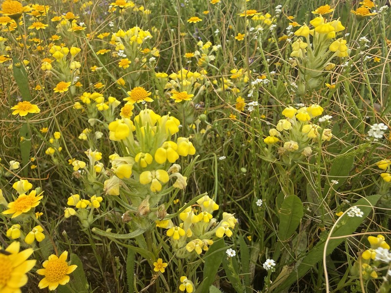 Castilleja campestris var. campestris photo 4