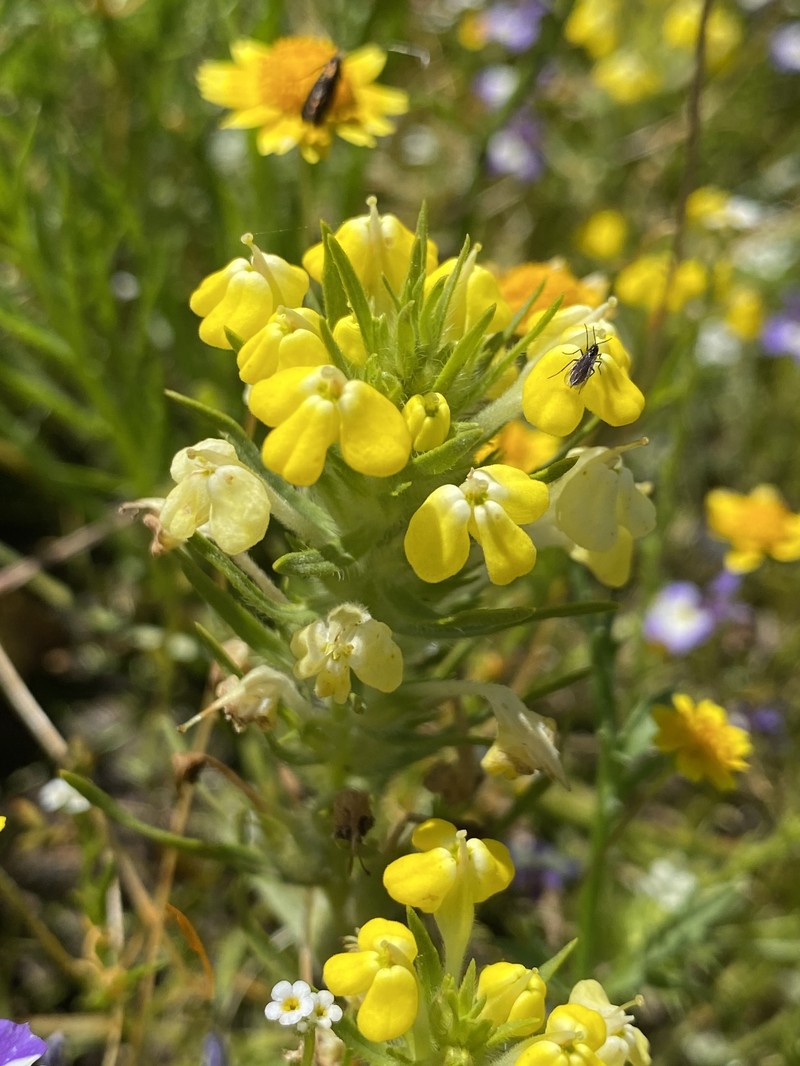 Castilleja campestris var. campestris photo 5