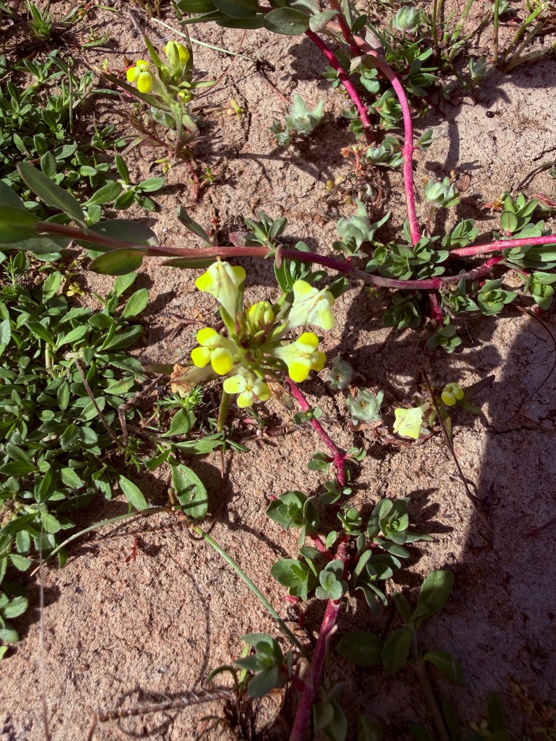 Castilleja campestris var. campestris photo 6