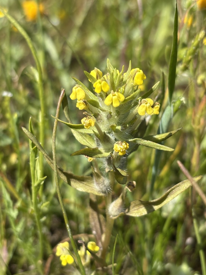 Castilleja campestris var. succulenta