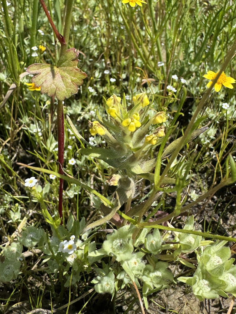 Castilleja campestris var. succulenta photo 2