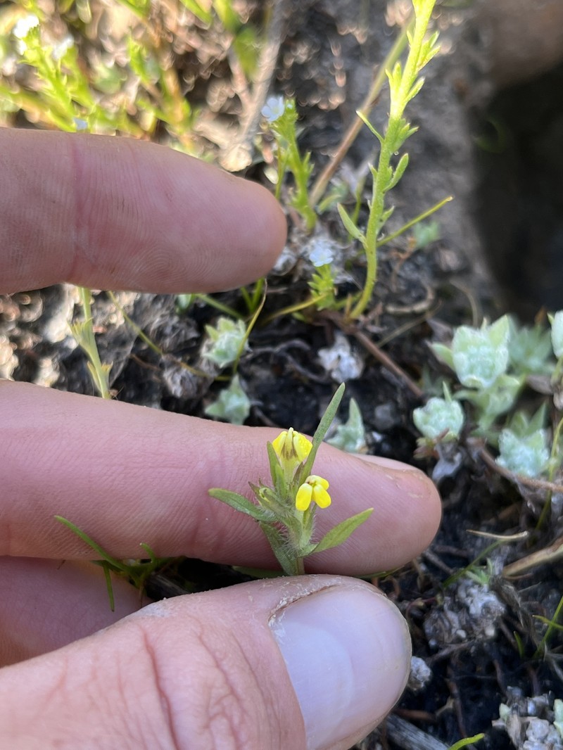 Castilleja campestris var. succulenta photo 3