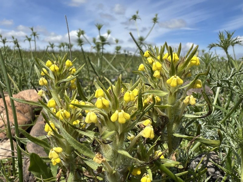 Castilleja campestris var. succulenta photo 4