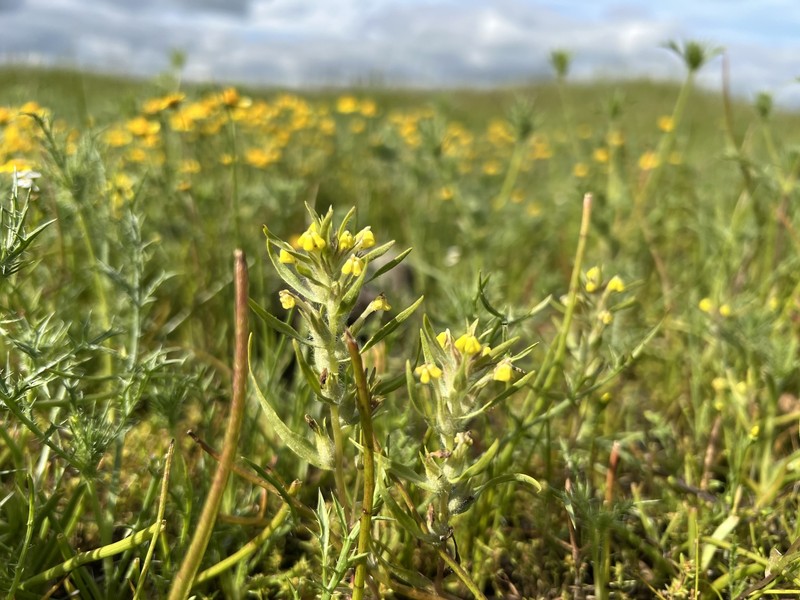 Castilleja campestris var. succulenta photo 5