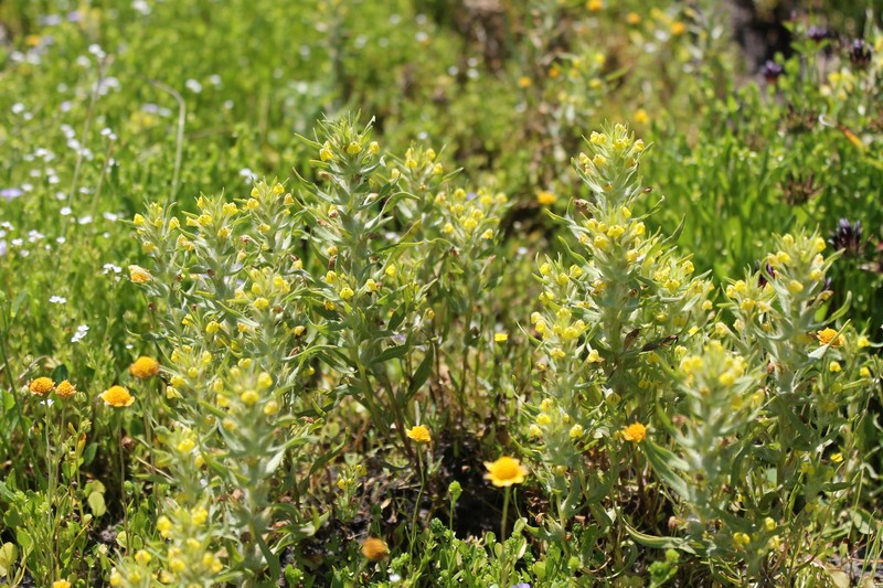 Castilleja campestris var. succulenta photo 6