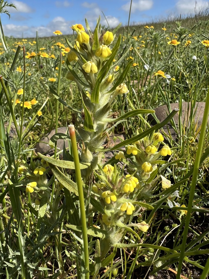 Castilleja campestris var. succulenta photo 7