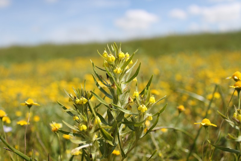 Castilleja campestris var. succulenta photo 8
