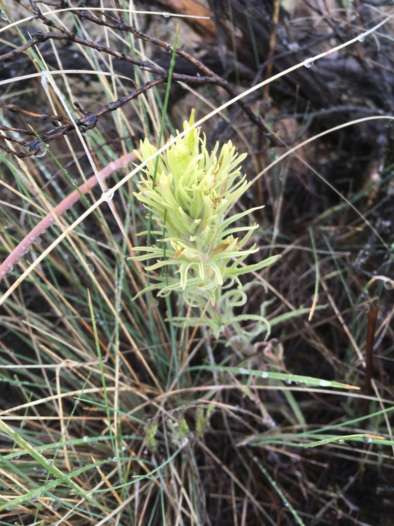 Deer Indian Paintbrush