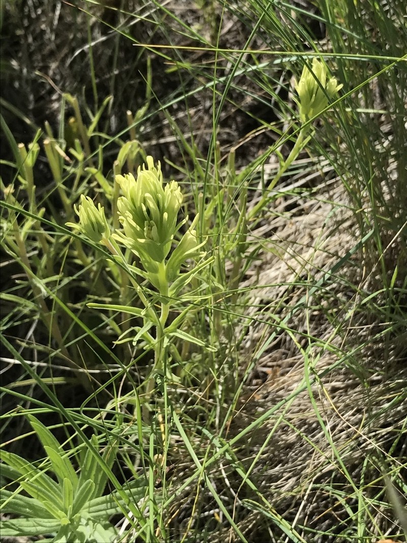 Deer Indian Paintbrush photo 2