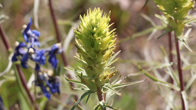 Deer Indian Paintbrush photo 3