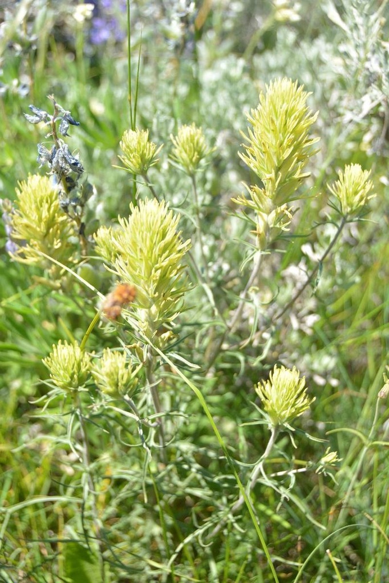 Deer Indian Paintbrush photo 4