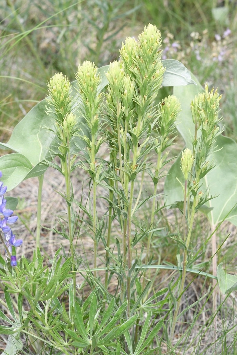 Deer Indian Paintbrush photo 5