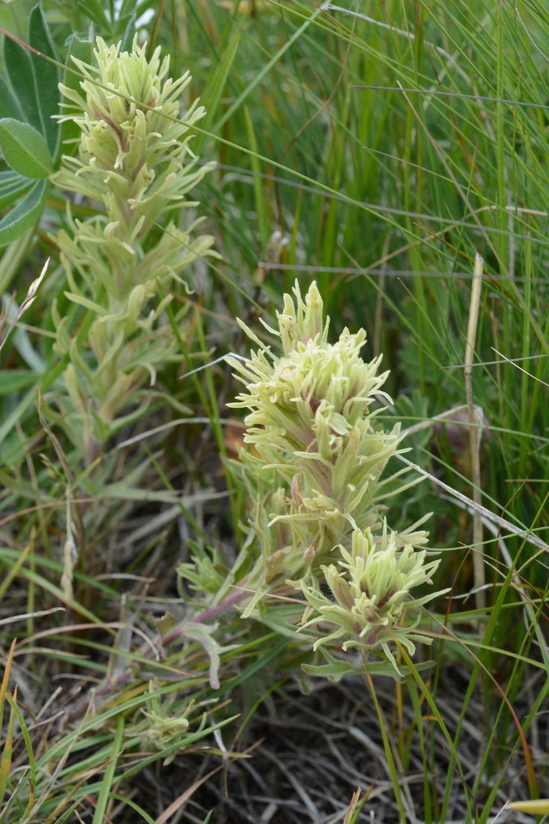 Deer Indian Paintbrush photo 6