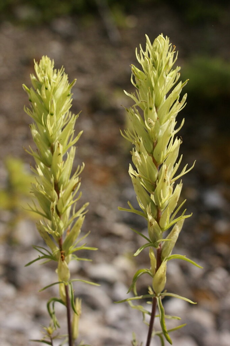 Deer Indian Paintbrush photo 7