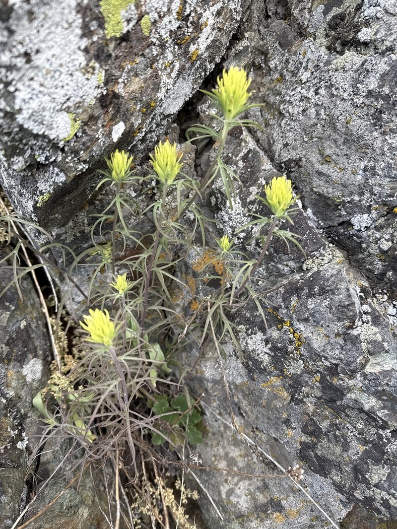 Deer Indian Paintbrush photo 8