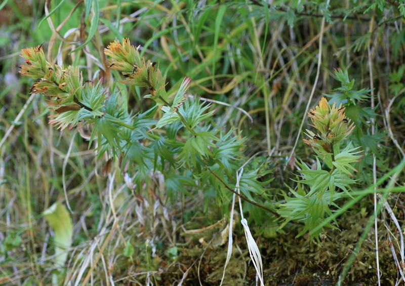 Chambers Paintbrush