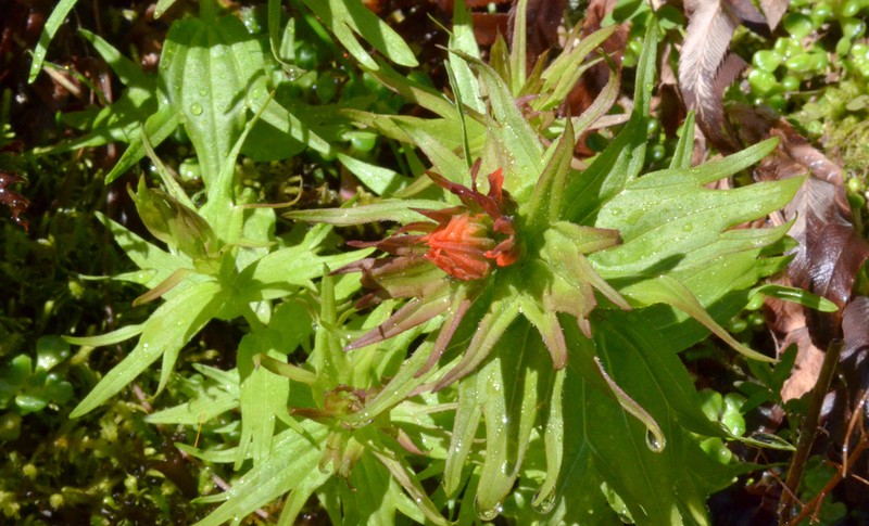 Chambers Paintbrush photo 3