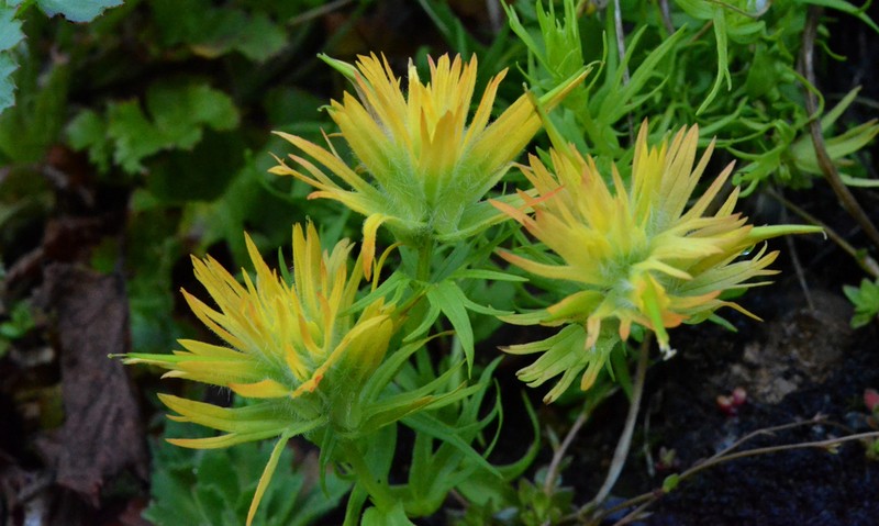 Chambers Paintbrush photo 4