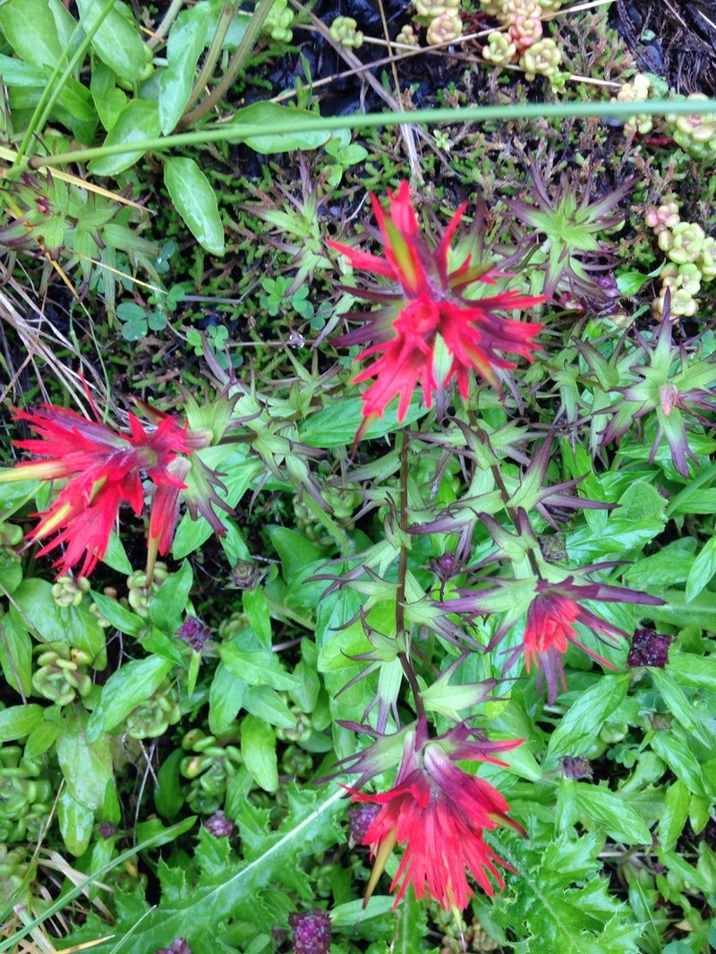 Chambers Paintbrush photo 5