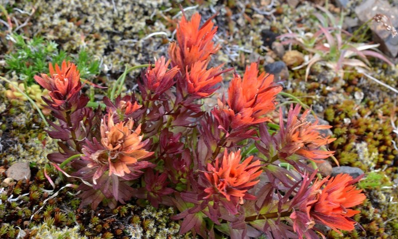 Chambers Paintbrush photo 6