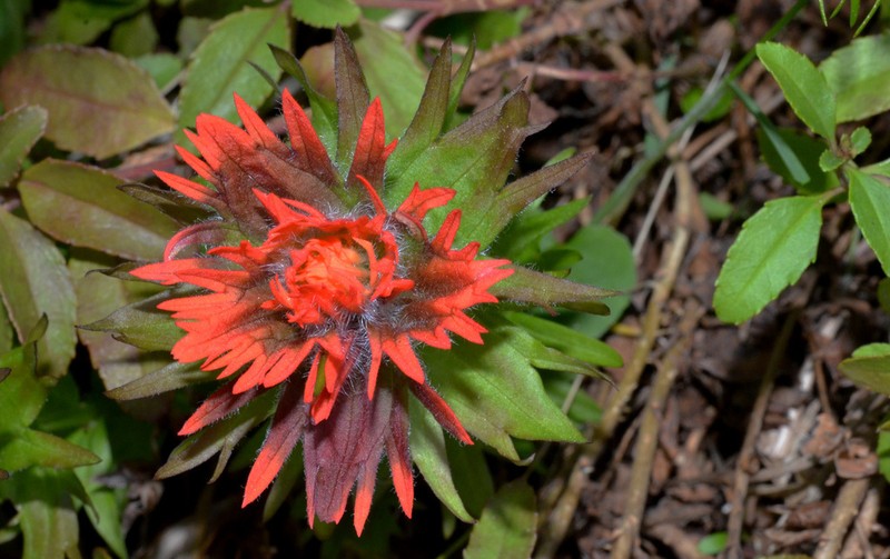 Chambers Paintbrush photo 7