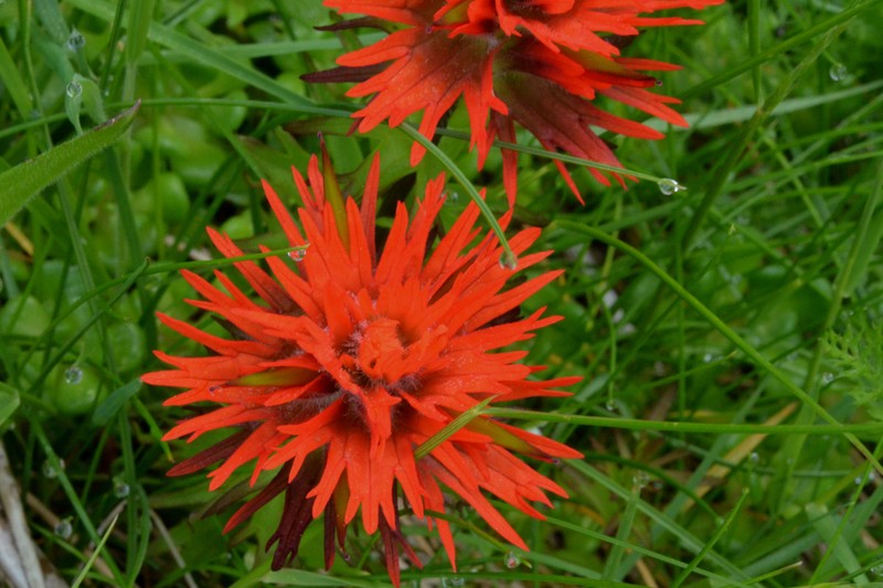 Chambers Paintbrush photo 8