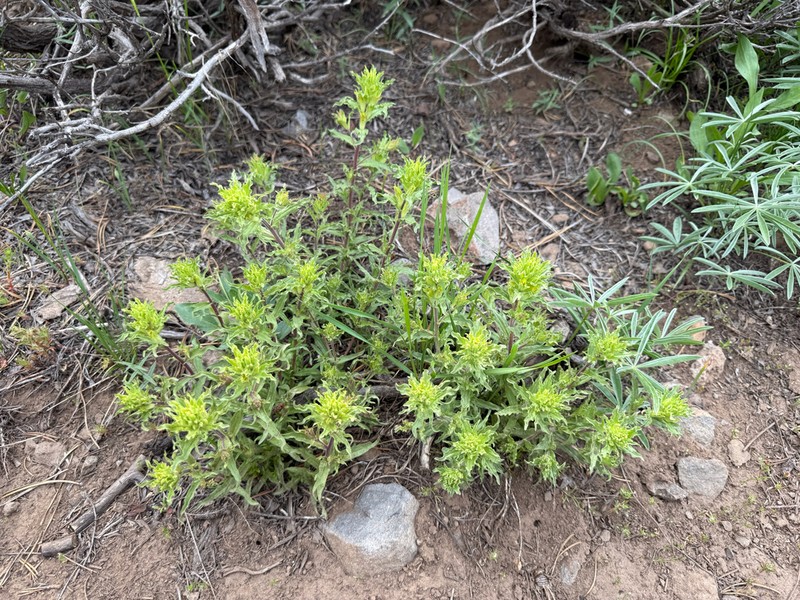 Greentinge Indian Paintbrush