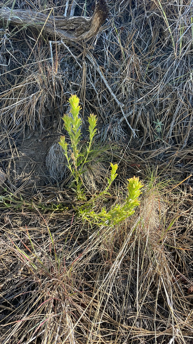 Greentinge Indian Paintbrush photo 2