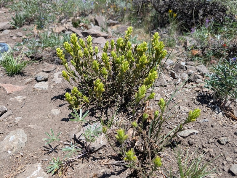 Greentinge Indian Paintbrush photo 4