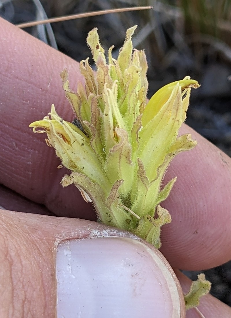 Greentinge Indian Paintbrush photo 5