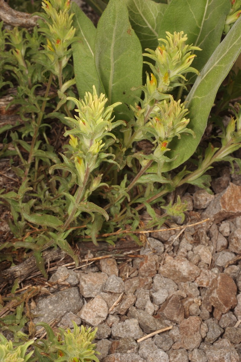 Greentinge Indian Paintbrush photo 6