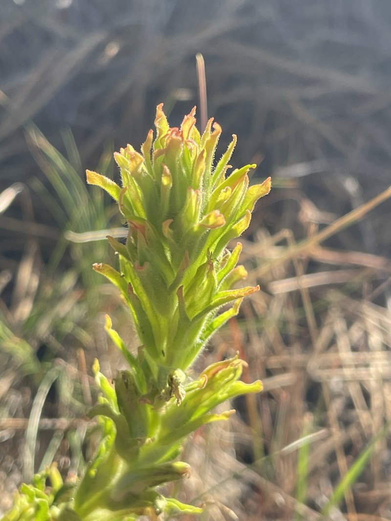 Greentinge Indian Paintbrush photo 7