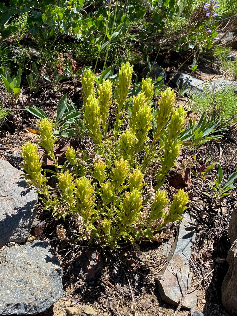 Greentinge Indian Paintbrush photo 8