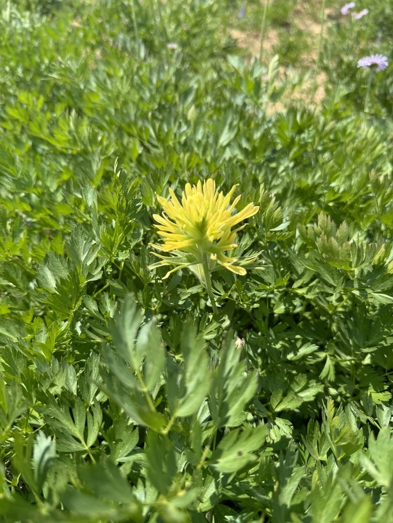 Christ's Indian Paintbrush