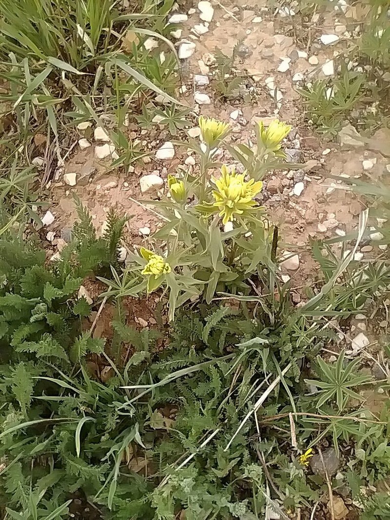 Christ's Indian Paintbrush photo 2