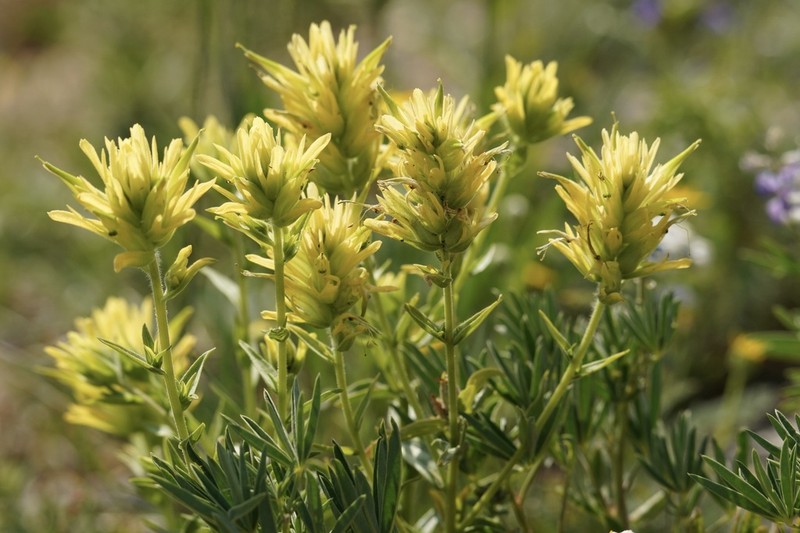 Christ's Indian Paintbrush photo 3