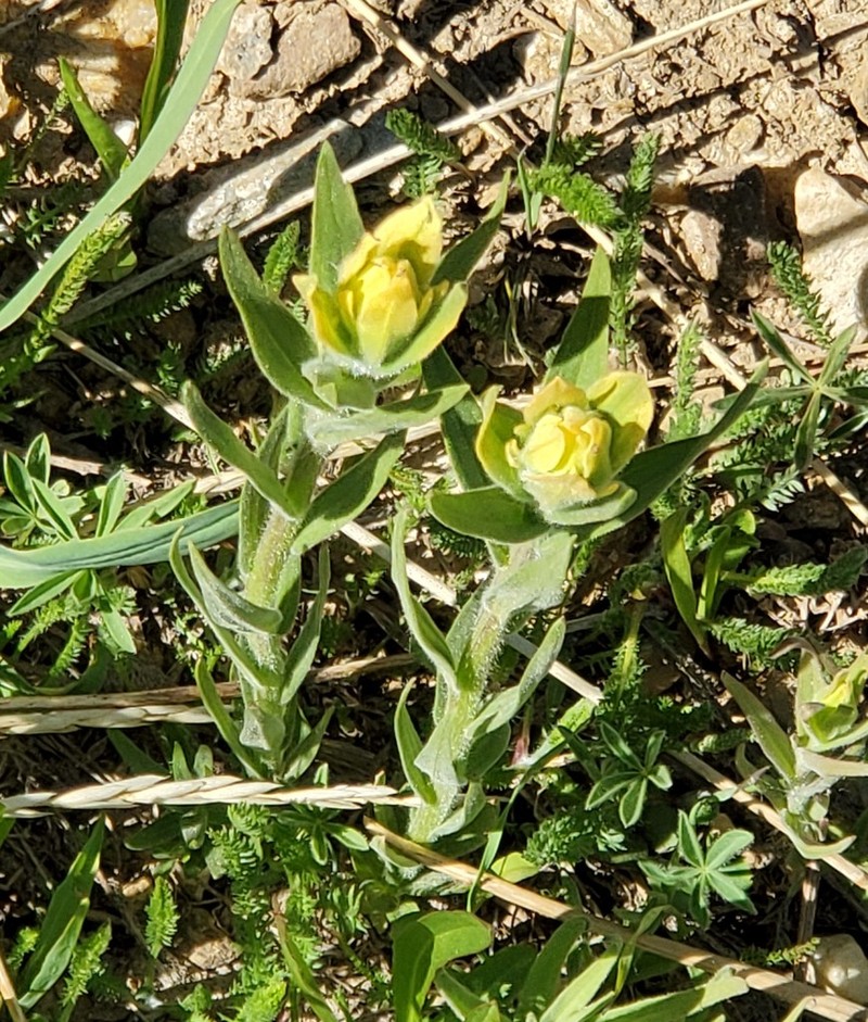 Christ's Indian Paintbrush photo 4